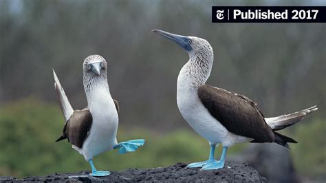 bird boobs